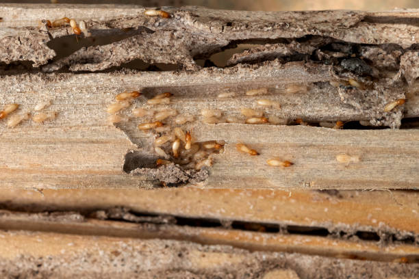 Pest Control for Restaurants in Rosemont, PA